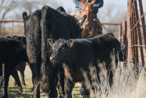 Working cattle ranch concept with cows in pen and cowboy on horse in background.