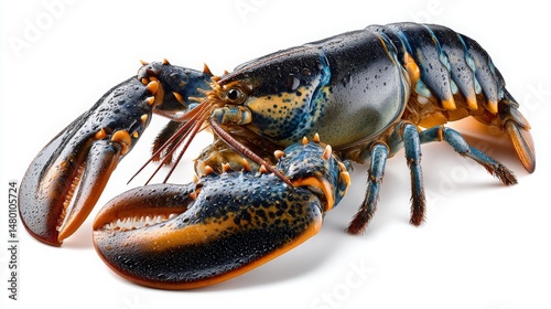 Realistic Lobster on White Background with Detail and Texture