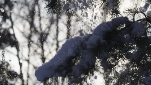 Snow falling from pine brunch 120 fps
