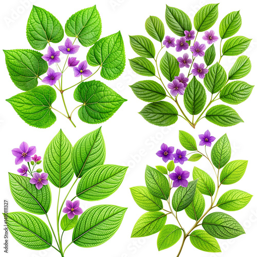 Green Leaves with Purple Flowers on Transparent Background - Botanical Illustration Set for Graphic Design, Nature Publications, and Digital Scrapbooking