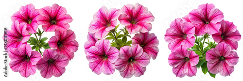 Pink Petunia Flowers with White Stripes Isolated on Transparent Background - Floral Elements for Design, Greeting Cards and Digital Compositions