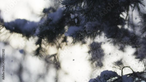 Snow falling from pine brunch 120 fps