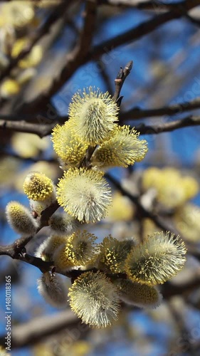 A Close-Up of Fluffy Yellow Pussy Willow Catkins Blooming on Bare Branches, Captured Against a Bright Blue Spring Sky. Symbolizing Spring Awakening and Seasonal Transition. Vertical