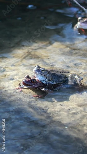 A Pair Of Brown Frogs Mating (Amplexus) In Shallow Water During The Spring Reproduction Season. Another Frog Is Visible In The Background. Natural Amphibian Behavior. Vertical
