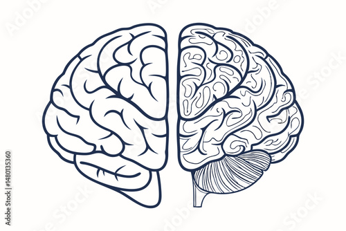 A detailed illustration of a human brain divided into two hemispheres.