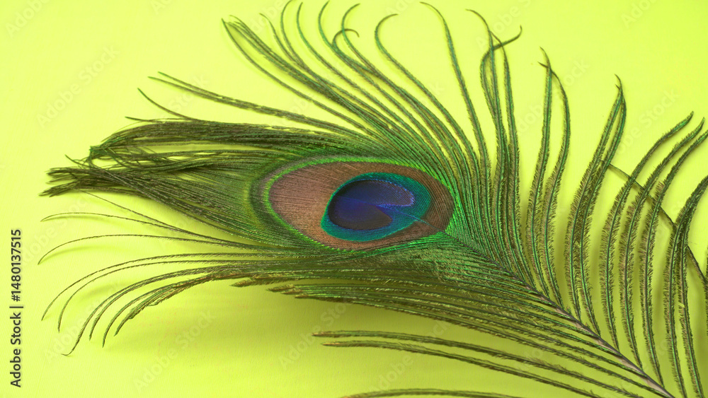 Obraz premium Peacock feather isolated on a white background with copy space.