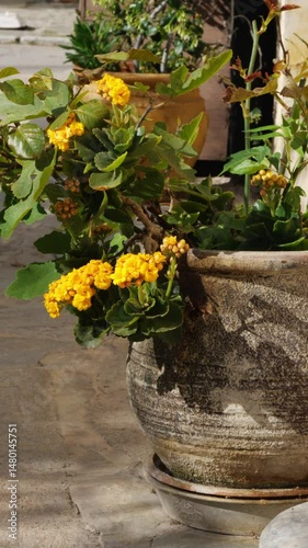 Close-up of yellow kalanchoe blossfeldiana flowers in a rustic clay pot on a sunlit street in the old town of Athens, Greece. Warm light, textured surface, Mediterranean vibe. No people.