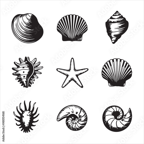 set of sea shells.