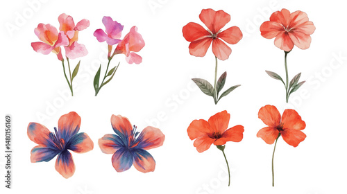 Watercolor illustration of two Lechenaultia flowers with delicate petals and vibrant blue tones, botanical poster style featuring detailed floral artwork ideal for nature lovers, home decor