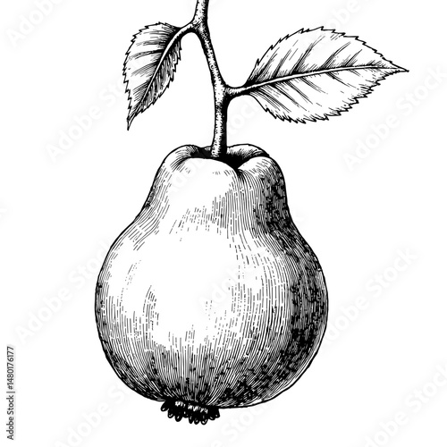 Vintage black ink sketch of a miracle fruit with leaves in a detailed illustration  