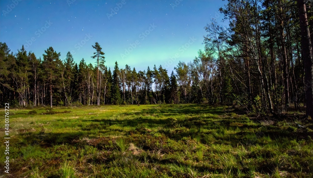 Fototapeta premium Peaceful Forest Clearing at Night Under a Starry Sky with Auroras