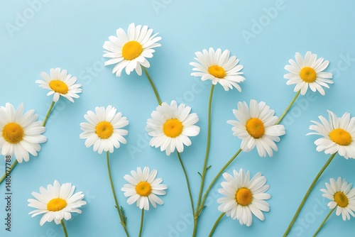 White chamomile blooms on pastel blue – calming natural therapy flowers