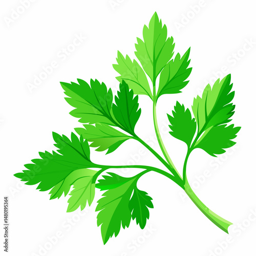 Fresh Green Parsley Sprig Isolated on White Background