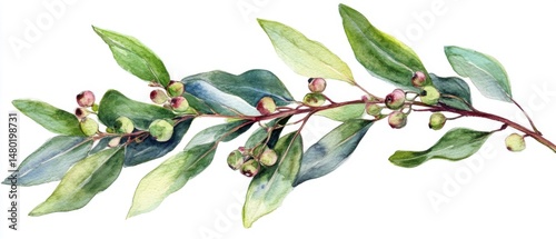 Watercolor Painting of Bay Laurel Branch with Berries on White Background Botanical Illustration