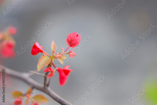 pink magnolia flower