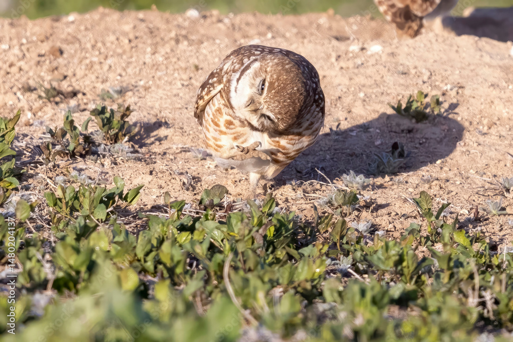 Obraz premium Wild burrowing owls at a wildlife refuge in Colorado.