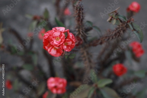 red berries on a branch