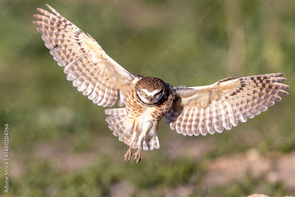 Fototapeta premium Wild burrowing owls at a wildlife refuge in Colorado.