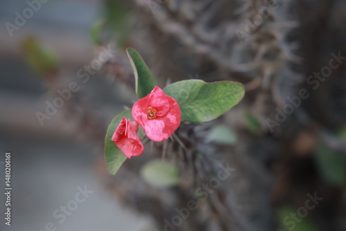 red and white flower