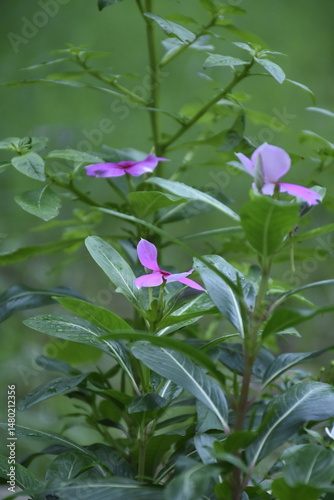 pink flowers in the garden