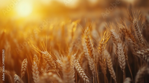 Golden wheat field at sunset agricultural landscape close up view of ripe grain crops in warm light rural scene