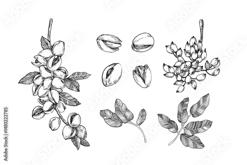 Pistachio set with nuts, branches and leaves. Vector black and white illustrations hand drawn with ink. Ripe fruits on a branch. Template for label design.
