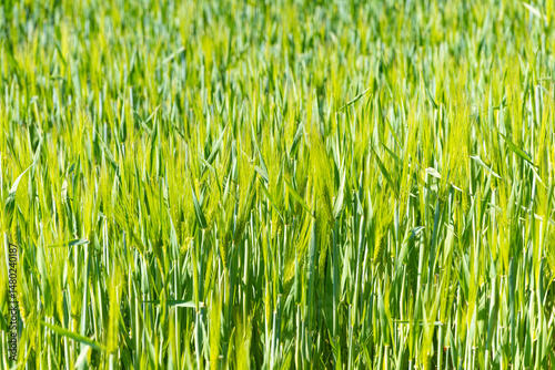 A vibrant wheat field with green stalks shining in the sun shows the beauty of growth in nature.