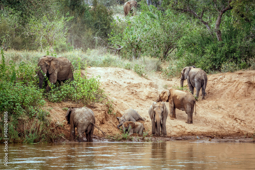 Small group of African bush elephants drinking in riverside in Kruger National park, South Africa ; Specie Loxodonta africana family of Elephantidae