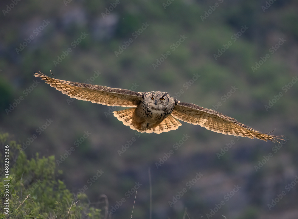 Fototapeta premium peregrine falcon in flight