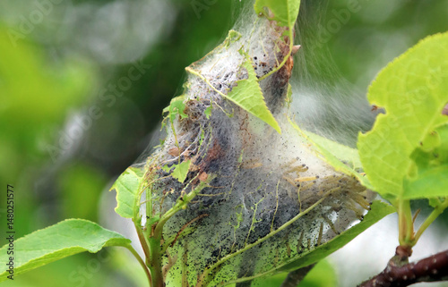 Moth caterpillars in a communal web, Derbyshire England
