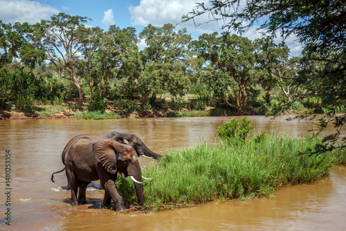 Two African bush elephants eating green grass in middle of a river in Kruger National park, South Africa ; Specie Loxodonta africana family of Elephantidae