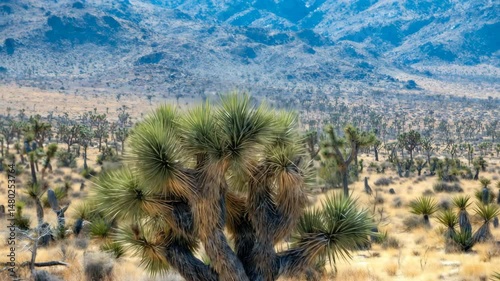 Desert Landscape with Joshua Trees Aerial Drone