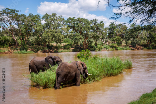 Two African bush elephants eating green grass in middle of a river in Kruger National park, South Africa ; Specie Loxodonta africana family of Elephantidae