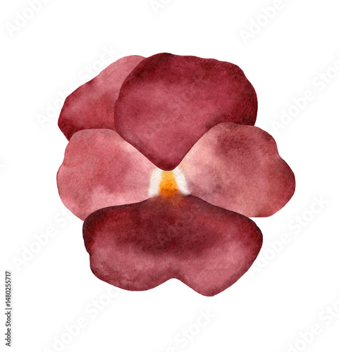 Watercolor Burgundy Flower with Soft Petals – Hand-Painted Botanical Illustration. Isolated on a transparent background