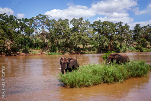Two African bush elephants eating green grass in middle of a river in Kruger National park, South Africa ; Specie Loxodonta africana family of Elephantidae