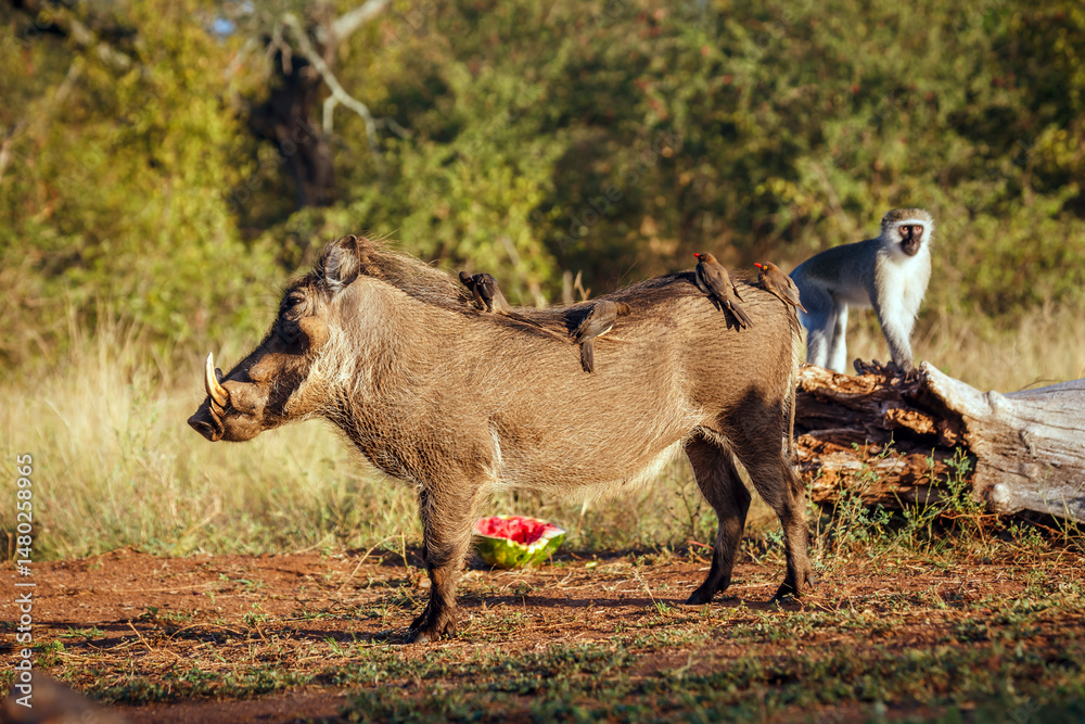 Obraz premium Common warthog with oxpecker on the back and vervet monkey in background in greater Kruger National park, South Africa ; Specie Phacochoerus africanus family of Suidae