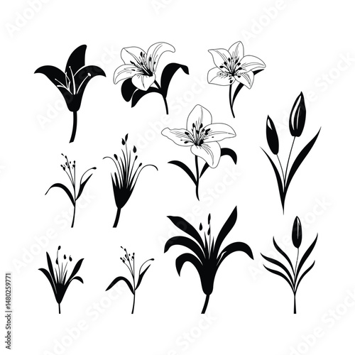 Lily Flower Silhouette Clipart Set Black on White Background