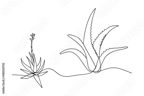 Elegant continuous line drawing depicting two aloe vera plants isolated on white background