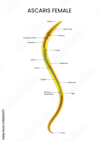 Anatomy of Ascaris Female Detailed Diagram