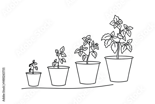 Illustrated plant growing stages depicting growth progression from seed to blooming flower