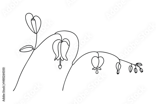 Delicate black and white line art illustration of bleeding heart flowers blooming