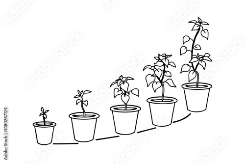 Stages of growth illustrated in five pots depicting plant development from seedling to maturity