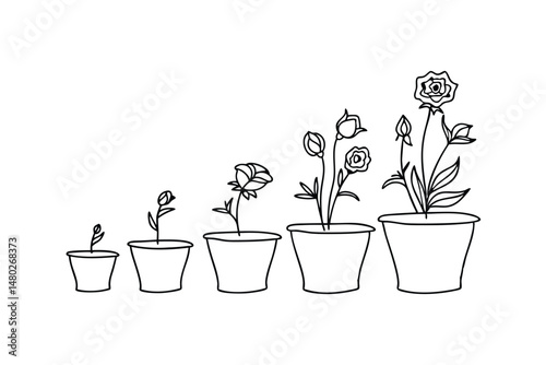 Hand drawn line art illustration of plant life cycle flower growth stages in pots