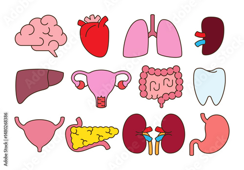 Collection of human internal organs . Flat design and simple cartoon style . Editable stroke . Vector .