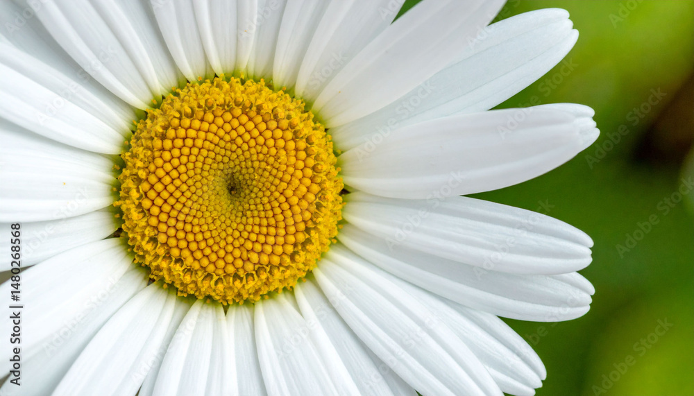 Fototapeta premium the image is a close up of a flower. the central disc is a bright, concentrated yellow, composed of many tightly packed components