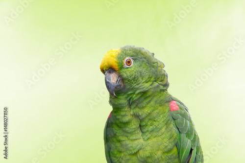 Portrait of a Green parrot in vivid colours looking at the camera