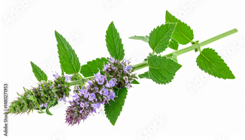 Fresh catnip plant with vibrant green leaves and purple flowers, showcasing its natural beauty and aromatic qualities. This herb is known for its appeal to cats and its use in herbal remedies