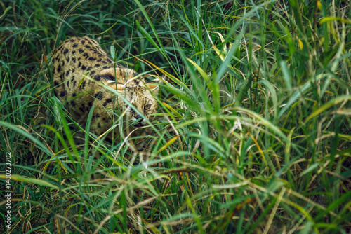 Canvas Print Serval walking in tall grass in Kruger national park, South Africa; specie Lepta
