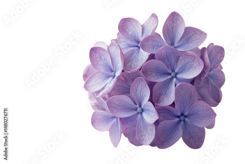 Wallpaper Mural Delicate Lavender Hydrangea Blooms Isolated on Black Background Floral on transparent background Torontodigital.ca