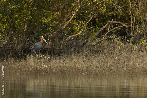 Canvas-taulu Greater adjutant in mangrove habitat of Sundarban tiger reserve, India